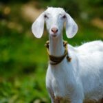 Easy mutton, quick buck: Six goat thieves held in Lucknow