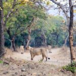 Gujarat restructures Porbandar forest division to prepare Barda area as second home for lions