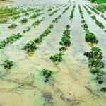 Double blow for UP farmers: Downpour damages Kharif crops, threatens to delay Rabi sowing