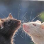 Scientifically Speaking: The mouse with human brain tissue