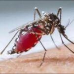 Lucknow on dengue, malaria alert after three days of rain