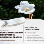 Rare leafless ‘ghost flower’ orchid discovered in Arunachal Pradesh