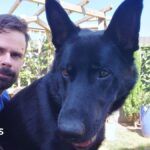 Award for Surrey Police dog who faced knife-wielding suspect