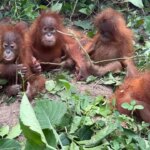 Discovery of baby orangutans in India exposes booming illegal pet trade