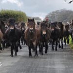 Exmoor ponies rounded up for annual health check