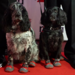 East Midlands fire dogs sniff out 580 years of custodial sentences