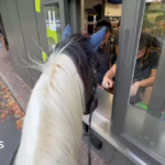 McDonald’s staff in shock as Feckenham man turns up on pony