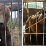 From Russian cages to Irish sanctuary: The five-year rescue journey of Bu and Tyapa