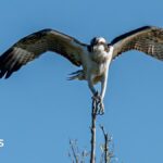 First osprey chicks in 200 years reported in Herefordshire