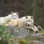 Girl seriously injured in wolf attack at German wildlife park