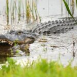 Alligator kills 71-year-old man fishing in Florida