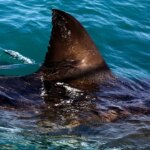 Shark kills woman swimming off South Africa’s Eastern Cape