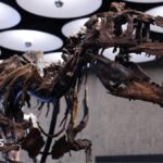 Nanotyrannus skeleton goes to auction in New York with £4.5m price tag