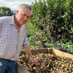 Why hot summer could lead to smaller potatoes in supermarkets