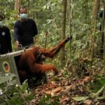 Watch: Endangered orangutans released back into the wild after Borneo fires