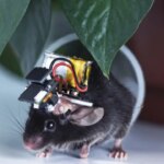 China builds the world’s smallest wearable brain monitor with a cortex-wide view