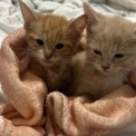 Kittens left in plastic bag in Addlestone saved by cat charity