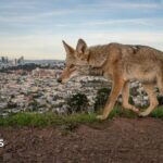 Pictured: Winning entries for Wildlife Photographer of the Year 2026