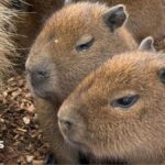 Four capybaras born at Shepreth Wildlife Park, Cambridgeshire