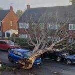 Storm Boelo fells trees and leaves home without power