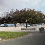 Newcastle: Wonky wych elm is Tree of the Year