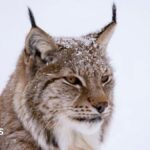 Wildlife body loses lynx reintroduction High Court challenge