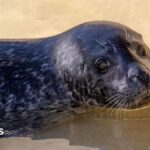 Seal recovering in Cornwall ‘doing well’ after cataract operation