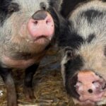 A127 pigs saved from being shot after Essex community rallies