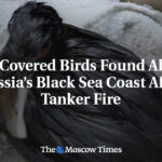 Oil-Covered Birds Found Along Russia’s Black Sea Coast After Tanker Fire