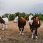 First human case of Shamonda virus detected in France, officials say