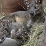 Cumbria zoo welcomes ‘troublesome’ trio of rare baby fossas