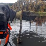 Dog that hunts invasive sea creature named animal of the year