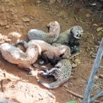 In a first, cheetahs to roam in tiger territory at Veerangana Durgavati Tiger Reserve