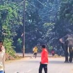 Elephant runs amok in Varanasi, large-scale rescue bid launched