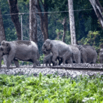 NFR saves 255 elephants from train collisions through wildlife protection measures