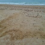 UAE’s Sharjah temporarily closes beaches over oil spill threat