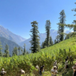 Himachal Pradesh's Parvati Valley sees a multi-agency anti-drug operation. What we know