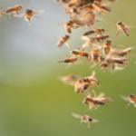 Bees invade Vande Bharat coach in Madhya Pradesh, 14 passengers injured