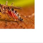 87 dengue cases reported in five days in Lucknow
