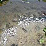 Dead fish in Yamuna near Burari raise alarm over Delhi river’s water quality