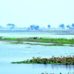 Mainpuri’s double crown: Sauj Jheel is UP’s 14th Ramsar Site