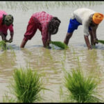 Farmers’ gift scheme: Fodder cutters to replace LED TVs