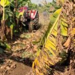 Wholesale banana prices dip in drought-hit Jalgaon amid West Asia export disruption