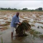Unseasonal rain: Over 6.18 lakh insured farmers report crop losses in UP