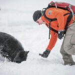 Canada stops using 'avalanche dogs' for rescues in Rocky Mountains, stirring outrage