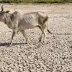 Gujarat court gives life term to 3 for cow slaughter, cites Manusmriti