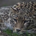 Dutch zookeeper dies after being mauled by leopard