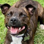 How missing cat helped Staffordshire Bull Terrier win top award