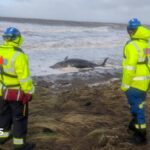 Dead whale found washed up on Flimby beach in storm