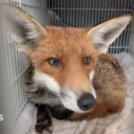 Fire crew rescues fox stuck between patio and house in Hatfield
